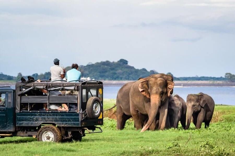 Dag 4: Negombo – Minneriya – Sigiriya