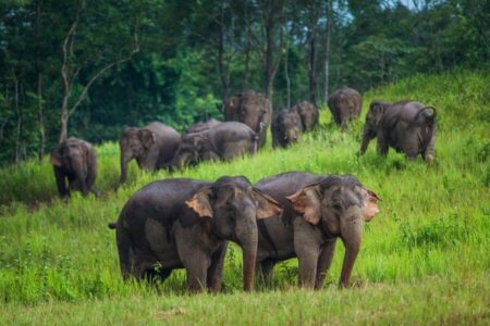 Gerelateerde tour 1,5 dag bouwsteen Khao Yai National Park