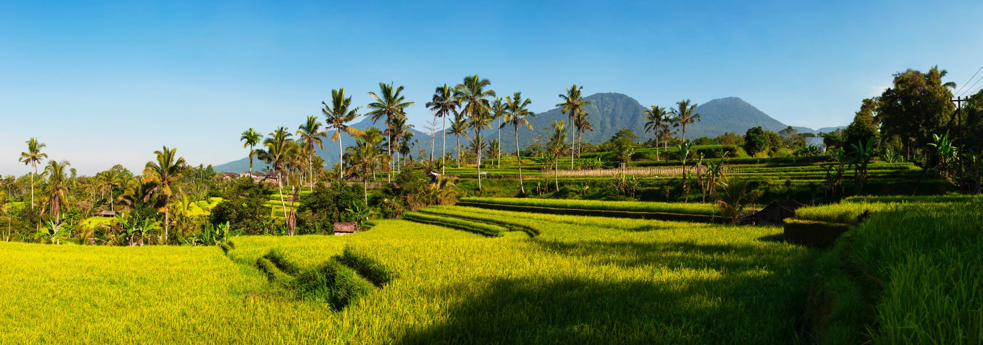Indonesie Bali Ubud rijstvelden