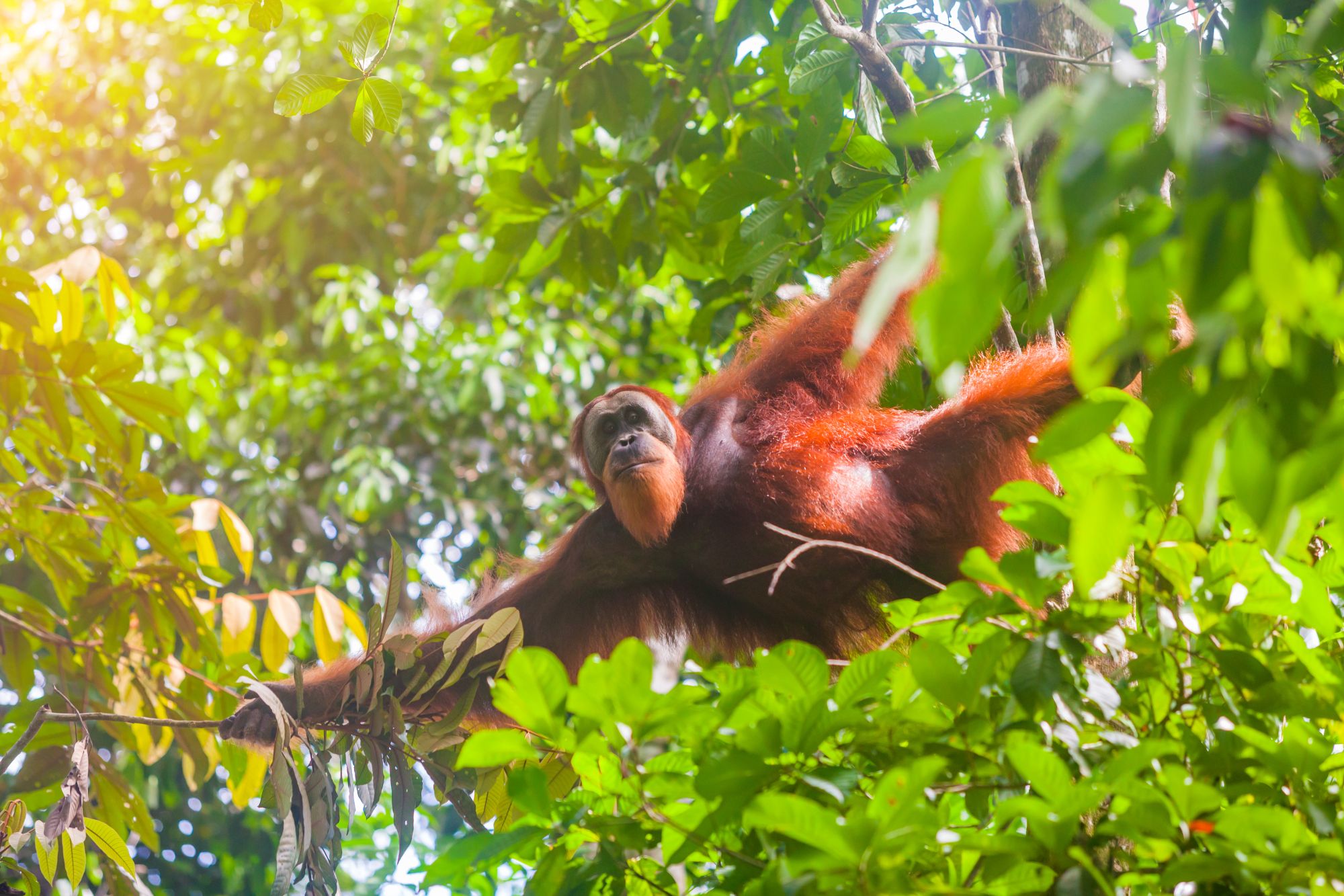 Blog artikel 'Eilandinformatie Sumatra'