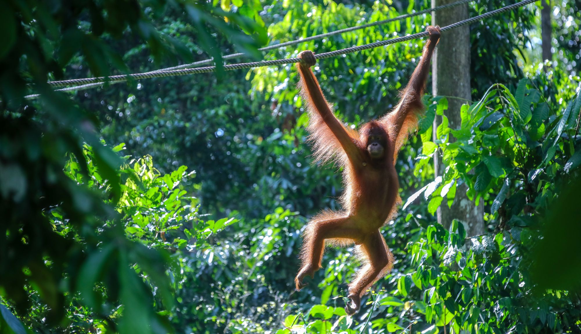 Maleisie Borneo regenwoud jungle natuur mensaap orang oetan