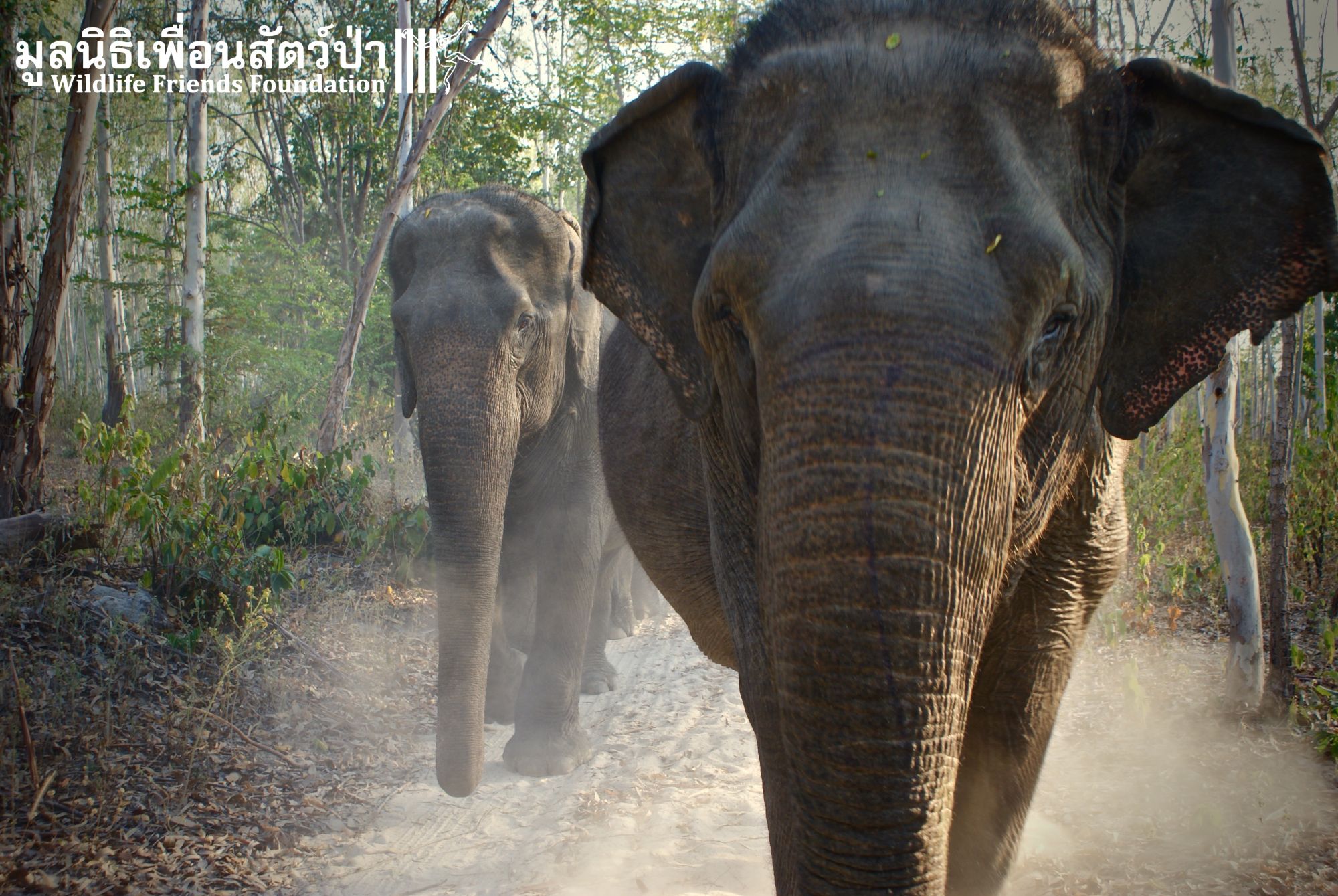 Blog artikel 'Steun de wilde dieren in Thailand!'