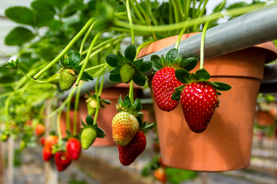 Maleisie Cameron Highlands Aardbeien