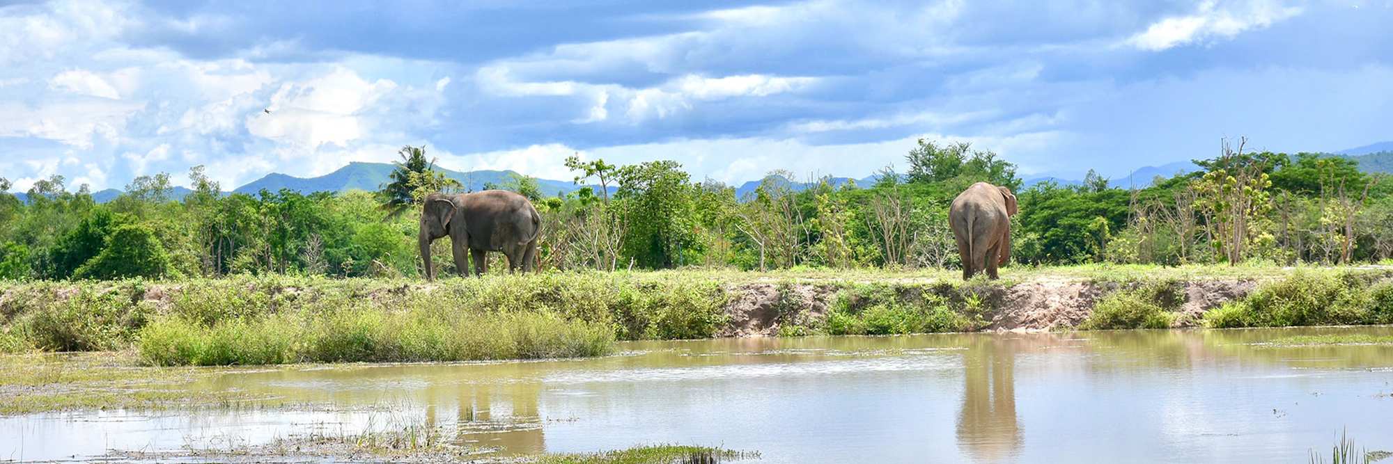 Blog artikel 'Wildlife Friends Foundation: Er staat een olifant in je tuin!'