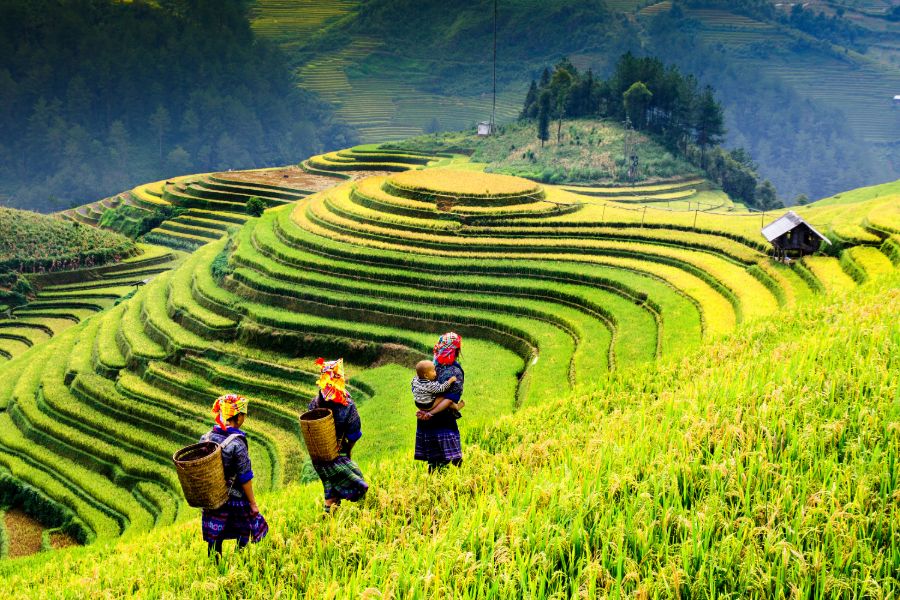 Gerelateerde tour 21-daagse Hot Deal Vietnam Highlights & Beach