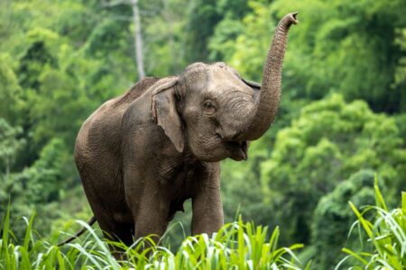Gerelateerde tour 16-daagse rondreis Centraal- en Noord-Thailand