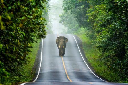Gerelateerde tour 3-daagse bouwsteen Khao Yai Glamping