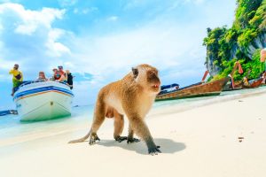 Koh Phi Phi Eilandtour (vanuit Krabi)