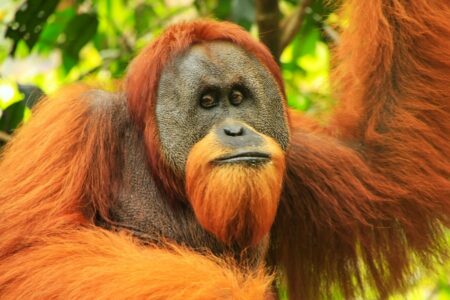 Gerelateerde tour 19-daagse rondreis Sumatra, Java en Bali