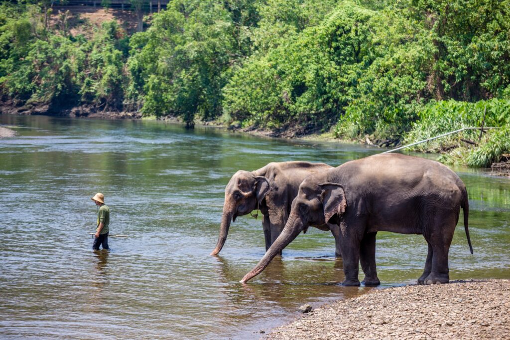 Elephants, Kanchanaburi