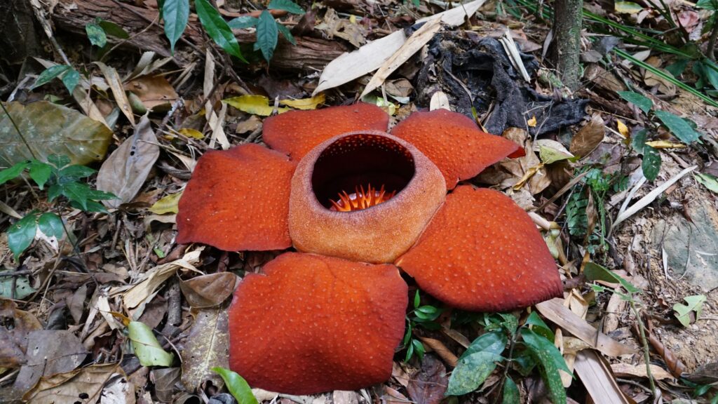 Rafflesia,Kerri,Biggest,Flower,On,Earth,Found,In,Khao,Sok
