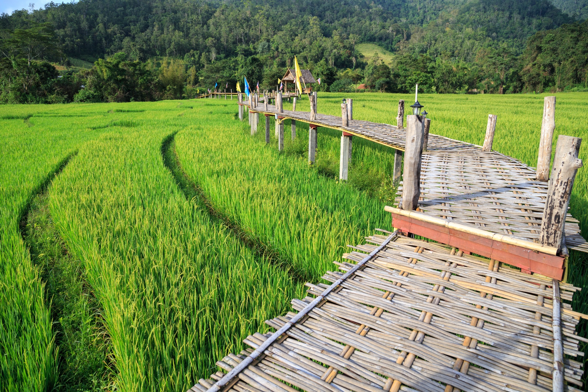 Rural,Green,Rice,Fields,And,Bamboo,Bridge,In,Pai,,