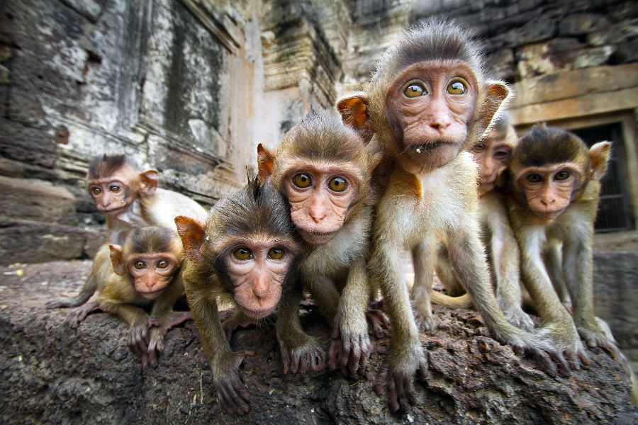 thailand lopburi phra prang sam yod monkey temple