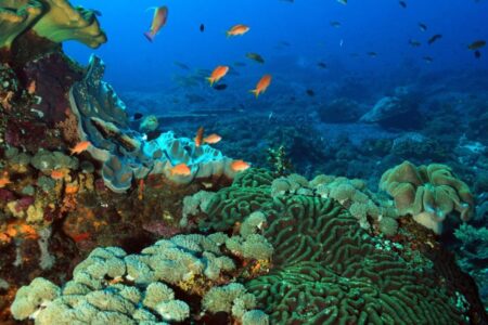 Gerelateerde tour Snorkelen: Manta- & Mangrove Point, Crystal Bay (Lembongan)